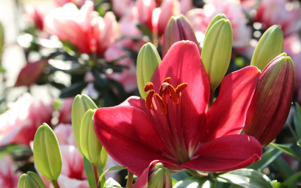 red flower nature lily HD Desktop Wallpaper | Background Image