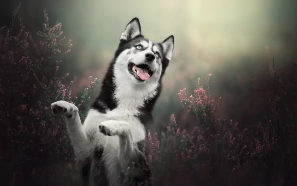 heather dog Animal husky HD Desktop Wallpaper | Background Image