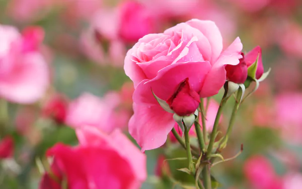 pink flower pink rose nature rose HD Desktop Wallpaper | Background Image