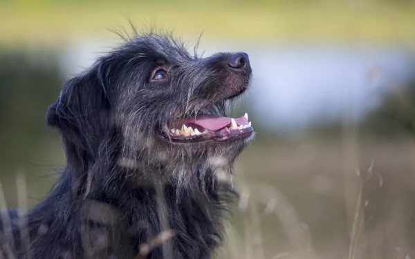 profile Animal dog HD Desktop Wallpaper | Background Image