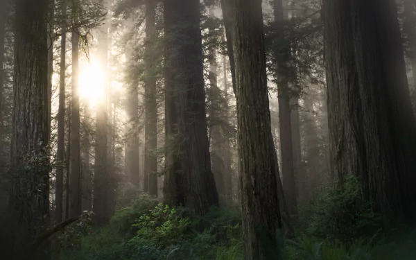 Sunlight filters through foggy sequoia trunks and lush ferns in a dense forest, captured in stunning 4K Ultra HD for a vibrant desktop wallpaper.