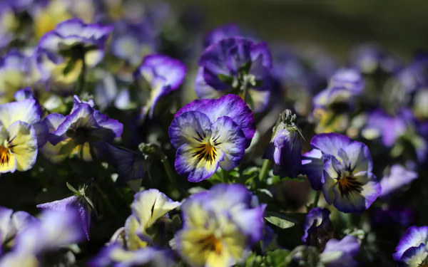 Close-up of vibrant purple-and-yellow pansy flowers in a nature setting, 4K Ultra HD PC desktop wallpaper background.