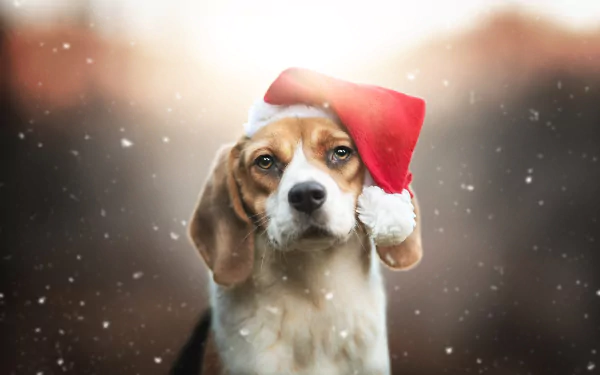 santa hat Christmas dog Animal beagle Christmas dog HD Desktop Wallpaper | Background Image