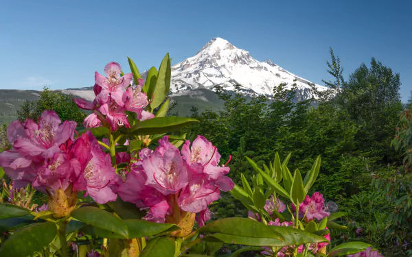 HD desktop wallpaper featuring vibrant pink azalea flowers in the foreground with a majestic snow-capped mountain and clear blue sky in the background, showcasing natural beauty.
