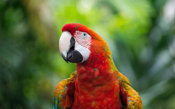 Close-up of a vibrant scarlet macaw parrot against a blurred green background, captured in stunning 4K Ultra HD detail as a PC desktop wallpaper.