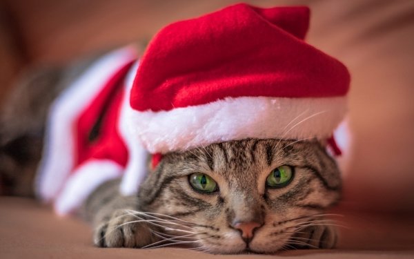 Animal Cat Cats Santa Hat Stare HD Wallpaper | Background Image
