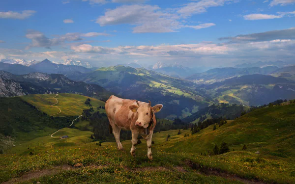 Cow on a green pasture with rolling Alps and distant mountain peaks under a blue sky — 2K Quad HD PC desktop wallpaper background.