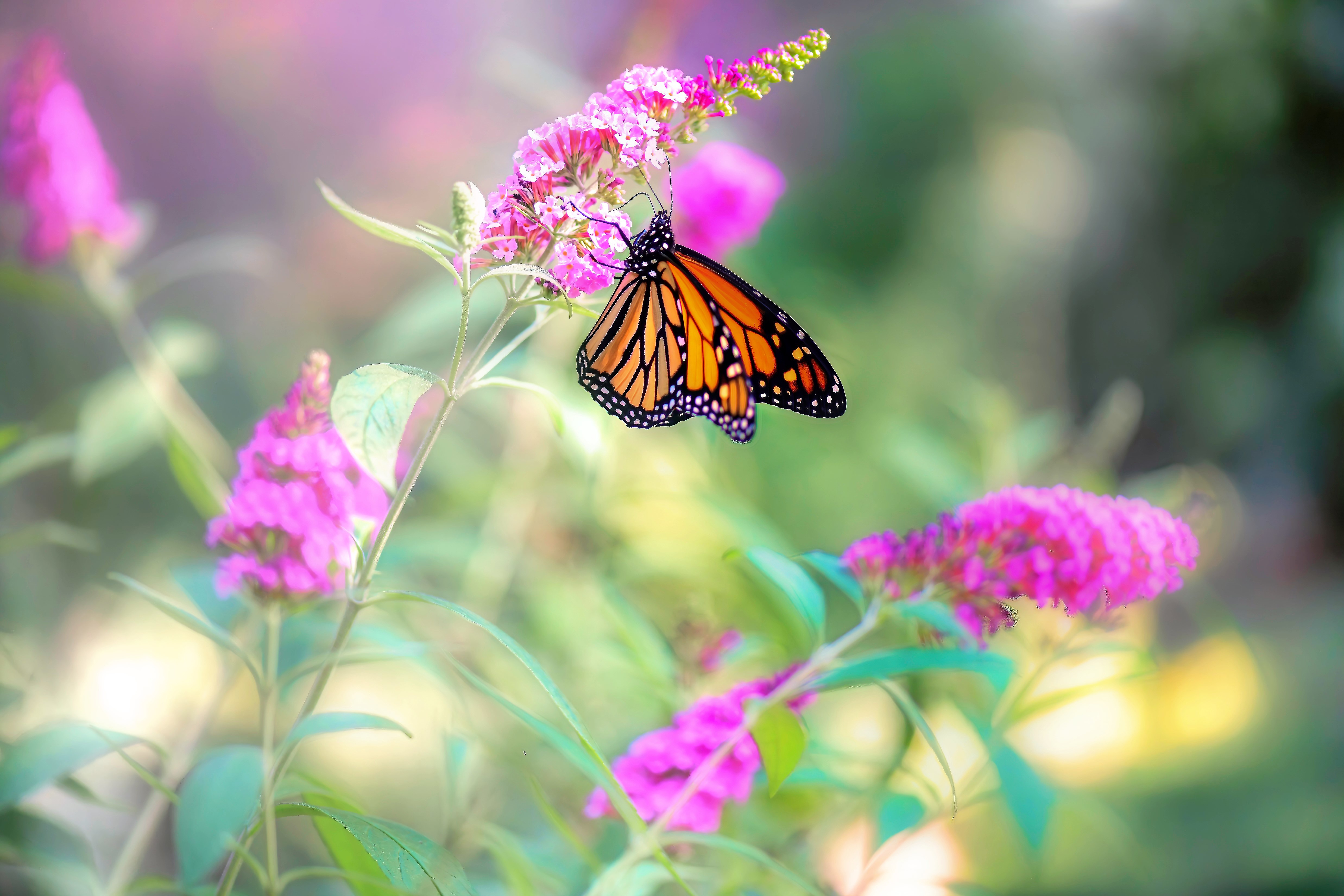 Download Pink Hair Macro Nature Flower Animal Butterfly 4k Ultra HD ...