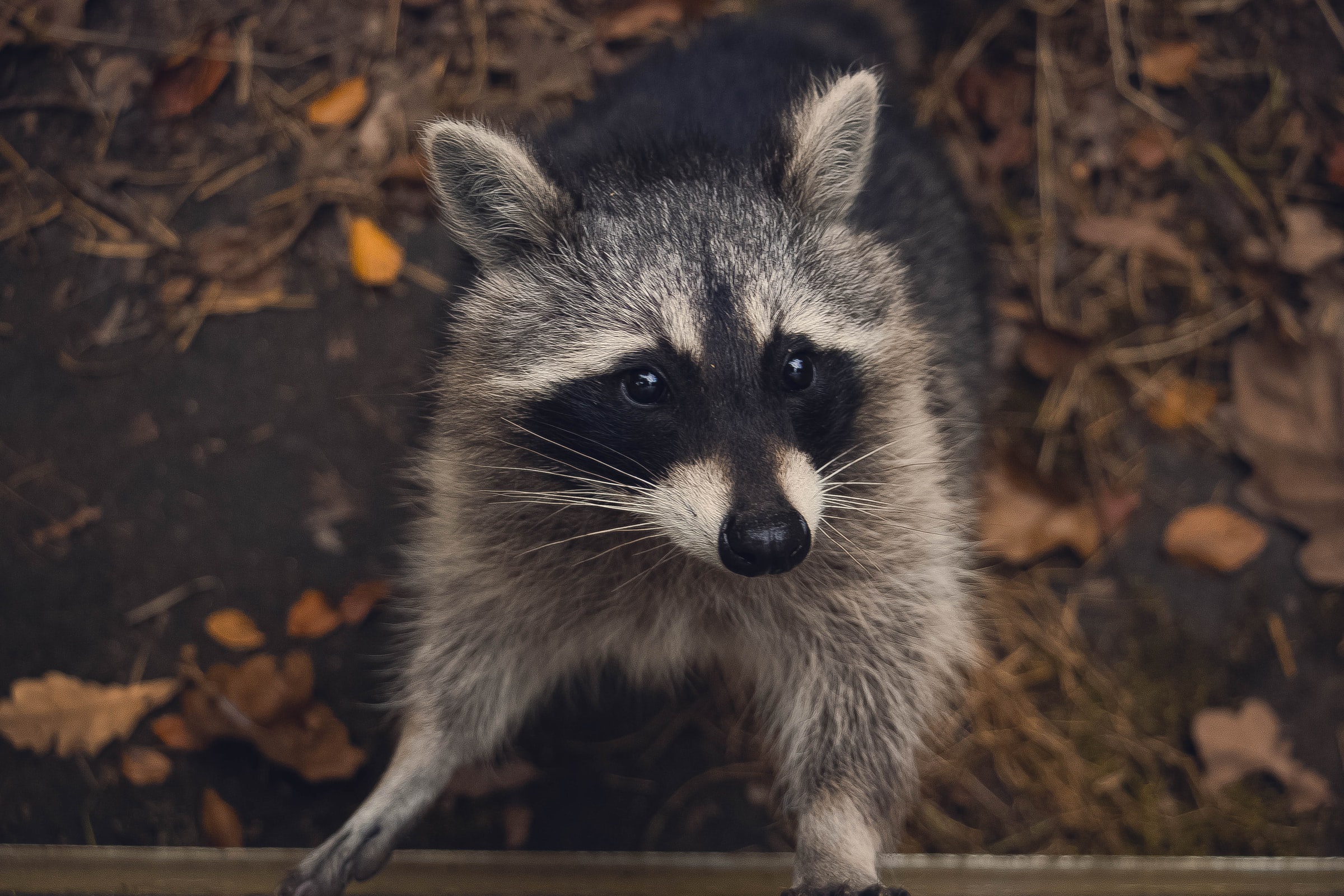 Download Animal Raccoon HD Wallpaper