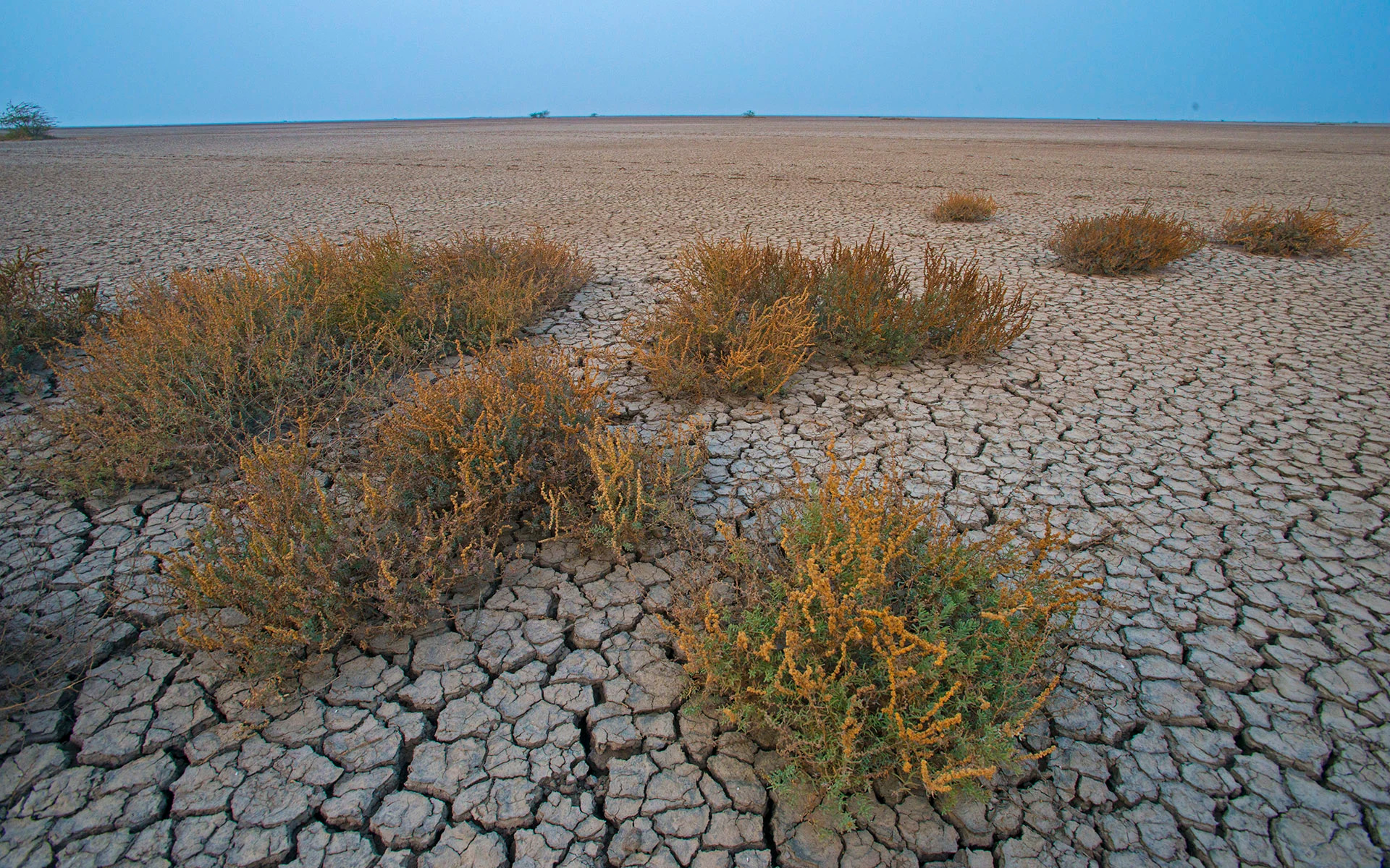 The Perpetual Desert Mud Flats of Meldi no Dhoro in India by Dhritiman Mukherjee