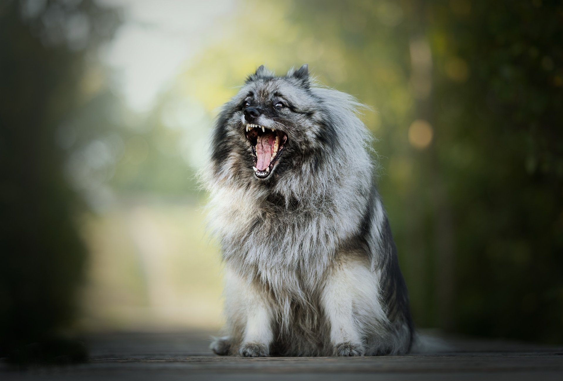 Download Depth Of Field Keeshond Animal Dog HD Wallpaper