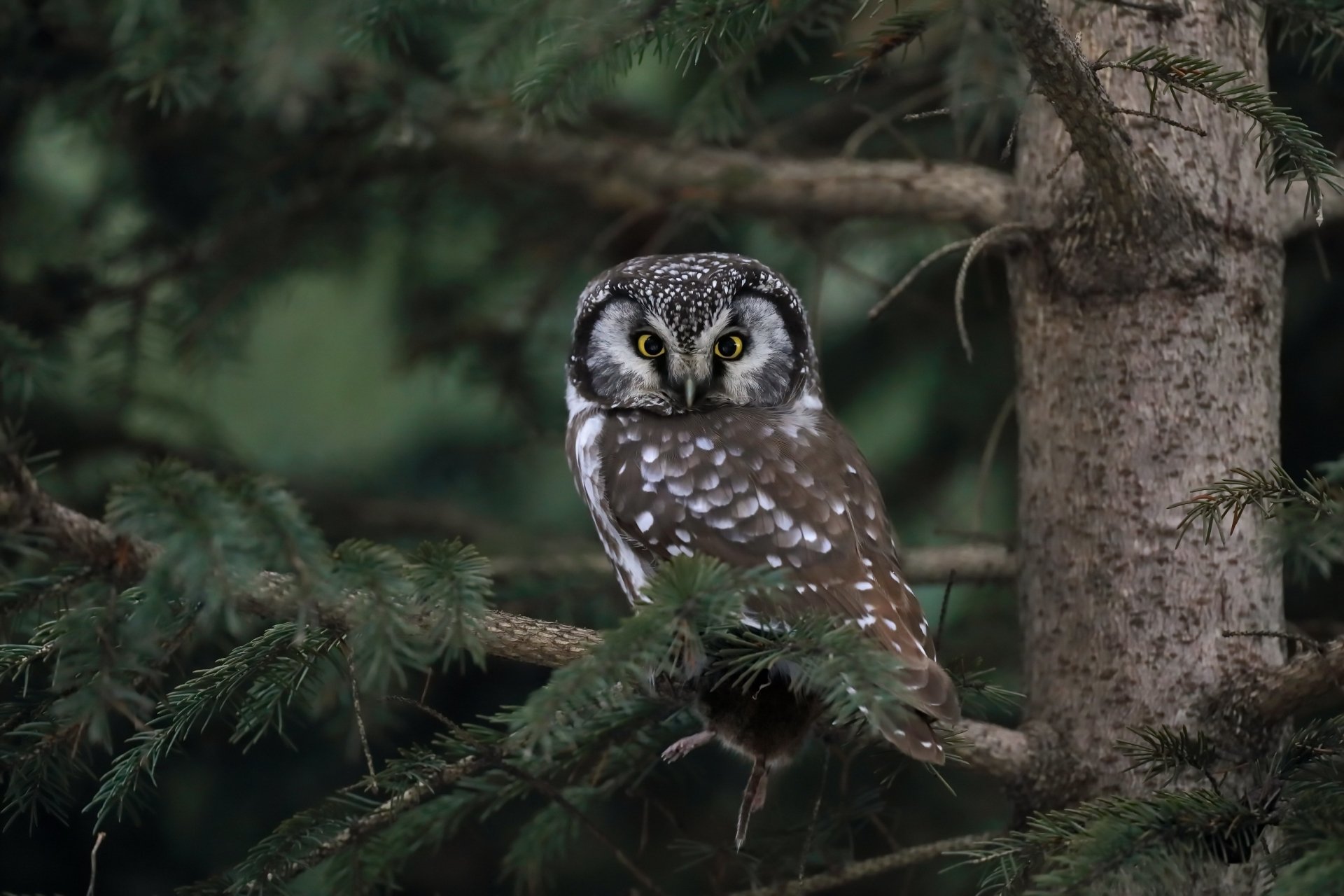 HD desktop wallpaper featuring a boreal owl perched on a tree branch in a dense forest setting, showcasing the animal’s distinctive markings and alert expression.