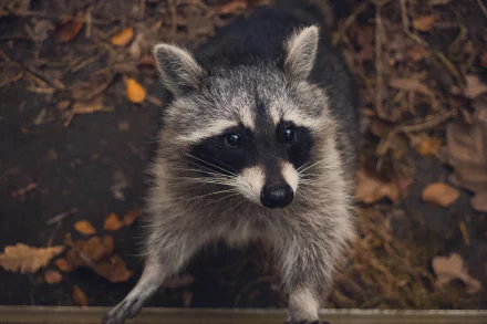 HD PC desktop wallpaper featuring a close-up of a raccoon with detailed fur and expressive eyes against a natural leafy background.