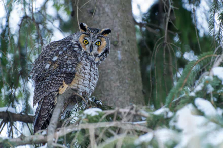 bird long eared owl Animal owl HD Desktop Wallpaper | Background Image