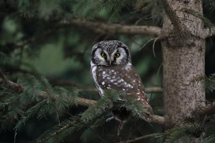 HD desktop wallpaper featuring a boreal owl perched on a tree branch in a dense forest setting, showcasing the animal’s distinctive markings and alert expression.
