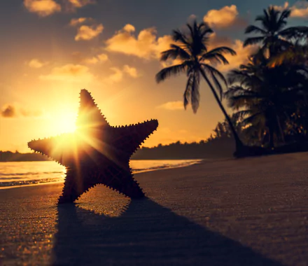 sand shadow tropics sunbeam Animal starfish HD Desktop Wallpaper | Background Image