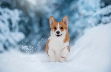 A corgi dog joyfully running through snow in a winter landscape, captured in HD for a vibrant desktop wallpaper and background.