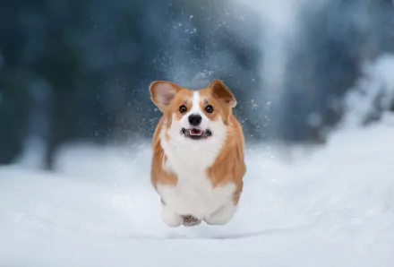 A corgi dog joyfully running through snow in a winter landscape, captured with a shallow depth of field in a HD desktop wallpaper.