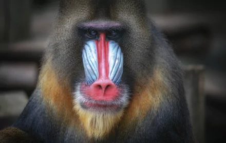 Animal mandrill HD Desktop Wallpaper | Background Image