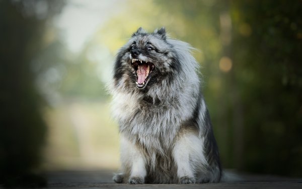 Animal Dog Dogs Keeshond Depth Of Field HD Wallpaper | Background Image