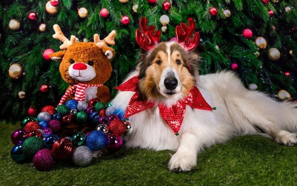 Animal Rough Collie Dogs Christmas Ornaments Dog Stuffed Animal HD Wallpaper | Background Image