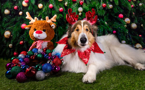 stuffed animal dog christmas ornaments Animal rough collie HD Desktop Wallpaper | Background Image