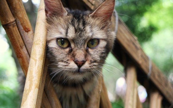 Gato Fondo de pantalla HD | Fondo de Escritorio | 1920x1280 | ID