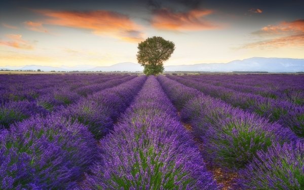 Earth Lavender Flowers Field Flower Purple Flower HD Wallpaper | Background Image