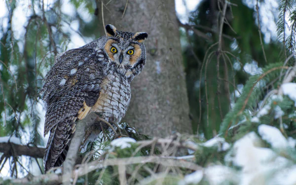 bird long eared owl Animal owl HD Desktop Wallpaper | Background Image