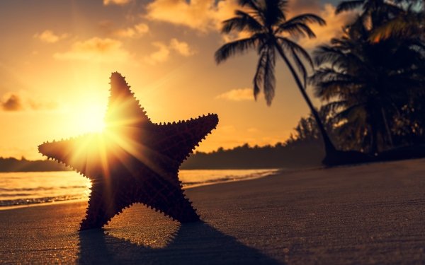 Animal Starfish Sunbeam Tropics Shadow Sand HD Wallpaper | Background Image