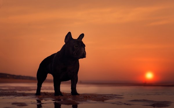 Animal French Bulldog Dogs Sunset Dog Silhouette HD Wallpaper | Background Image