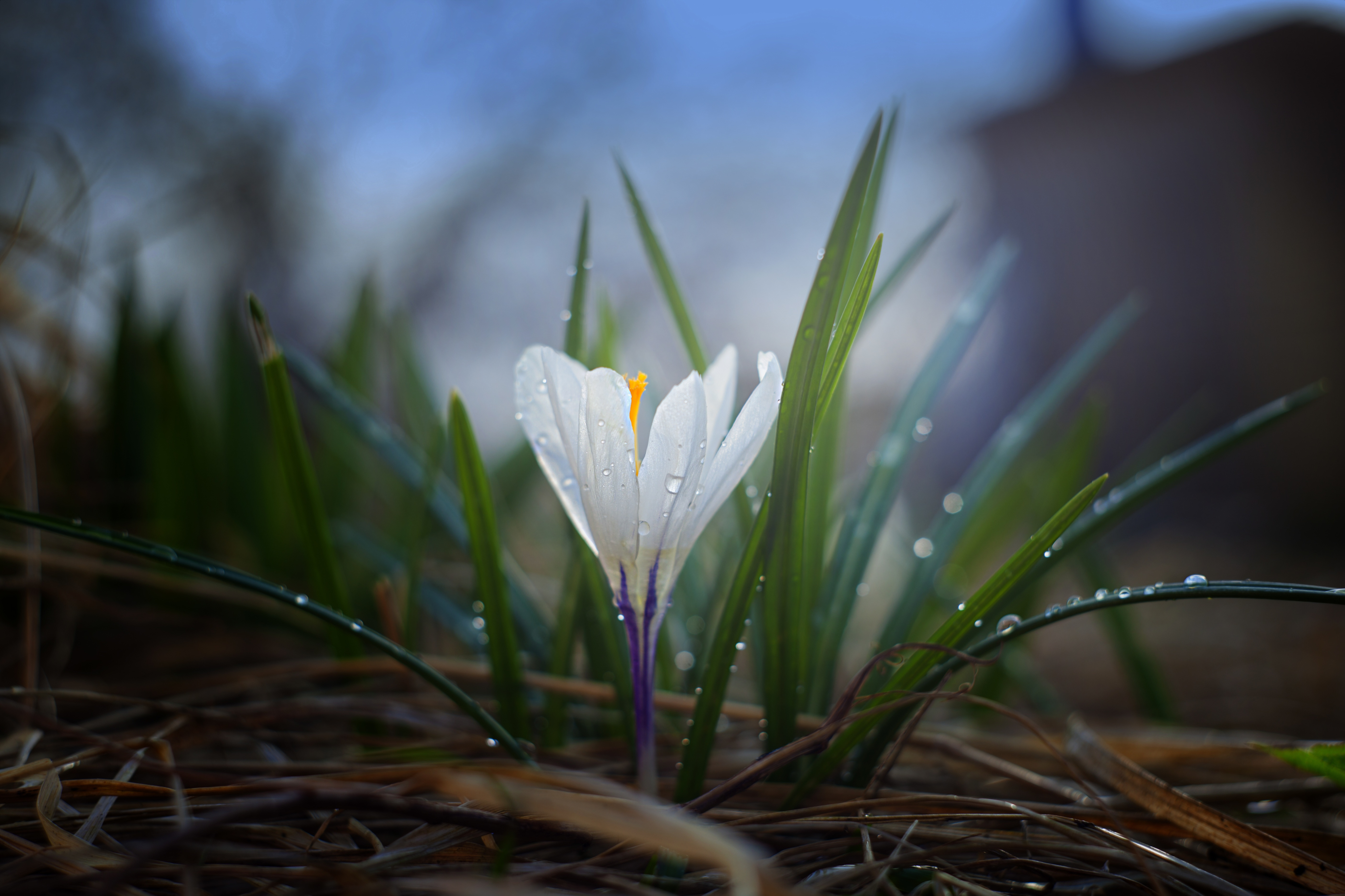 The First Crocus of Spring by Aleksey Kutsar