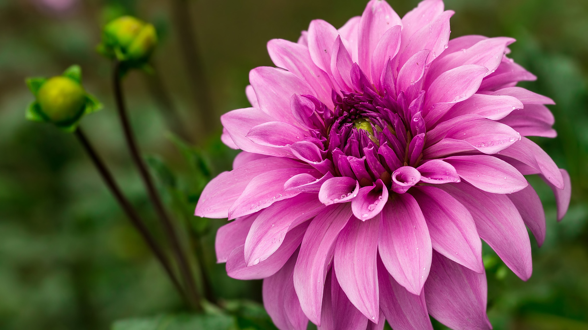 Dahlia HD Wallpaper