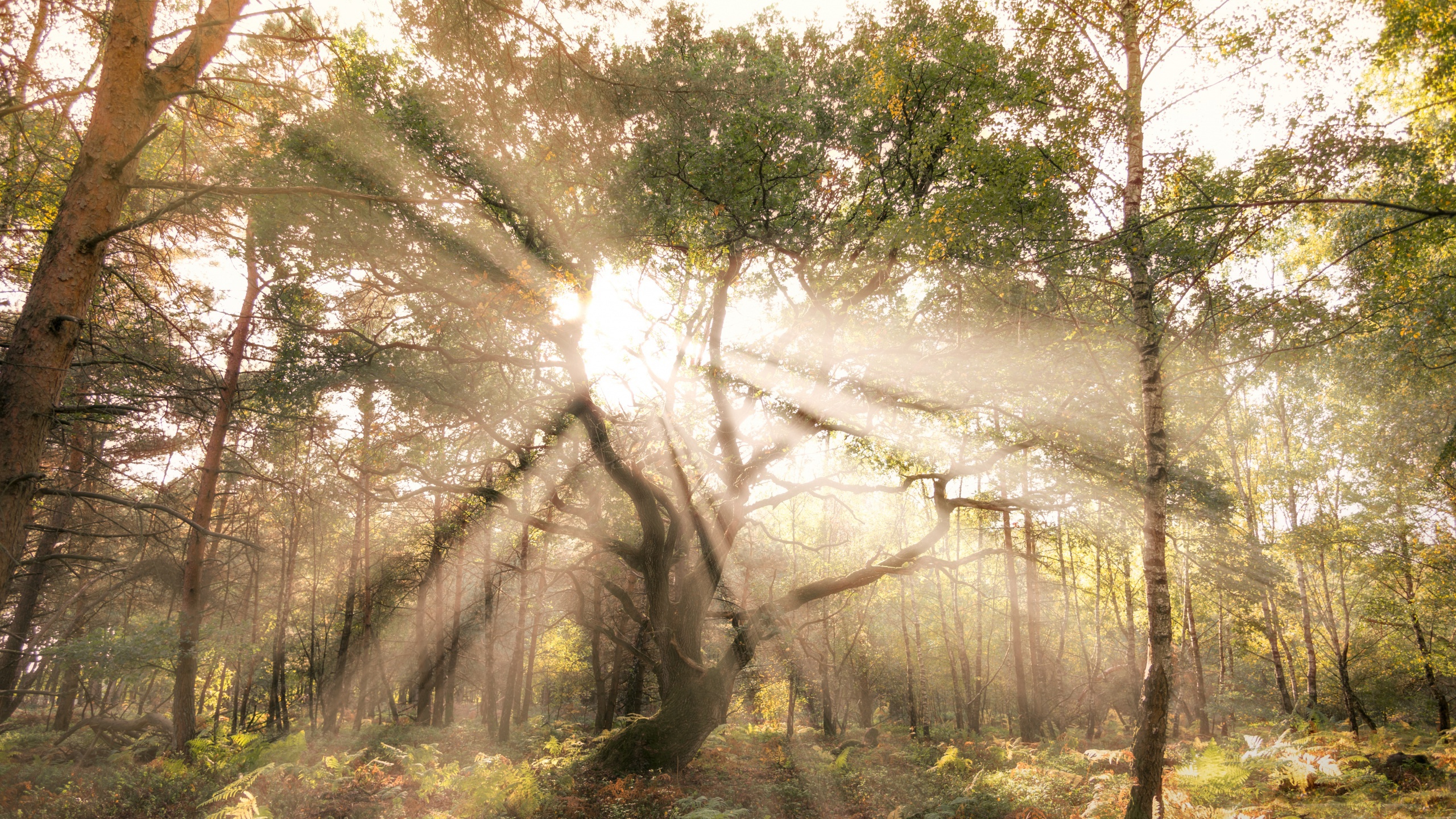 Download Tree Forest Nature Sunbeam HD Wallpaper