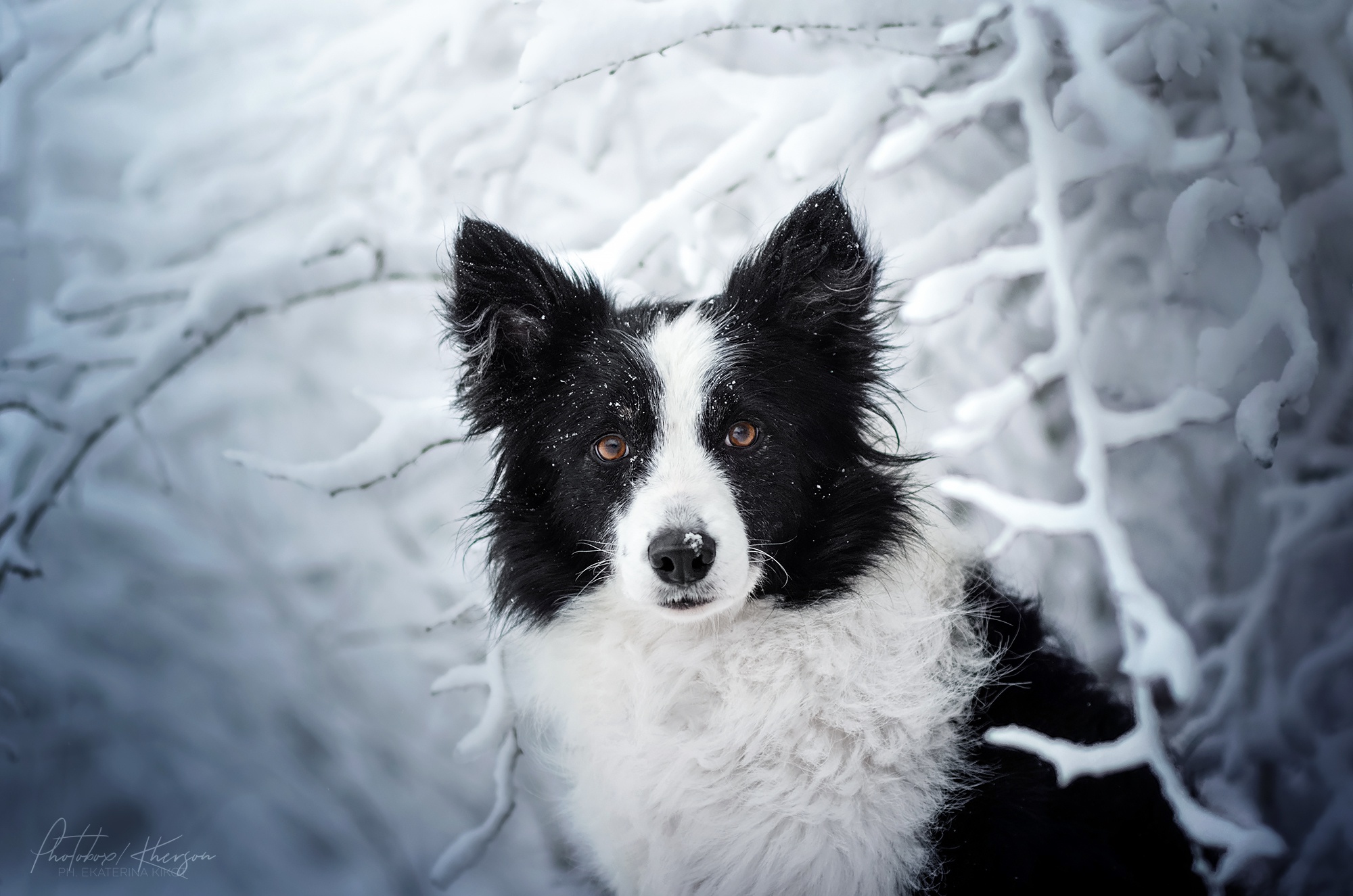 Download Dog Animal Border Collie HD Wallpaper by Ekaterina Kikot