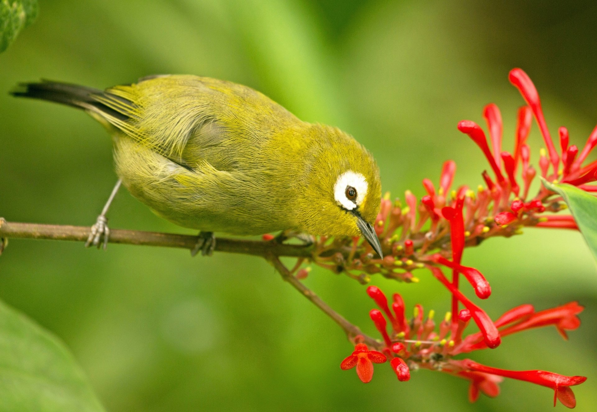 Download Bird Animal Japanese White-eye HD Wallpaper