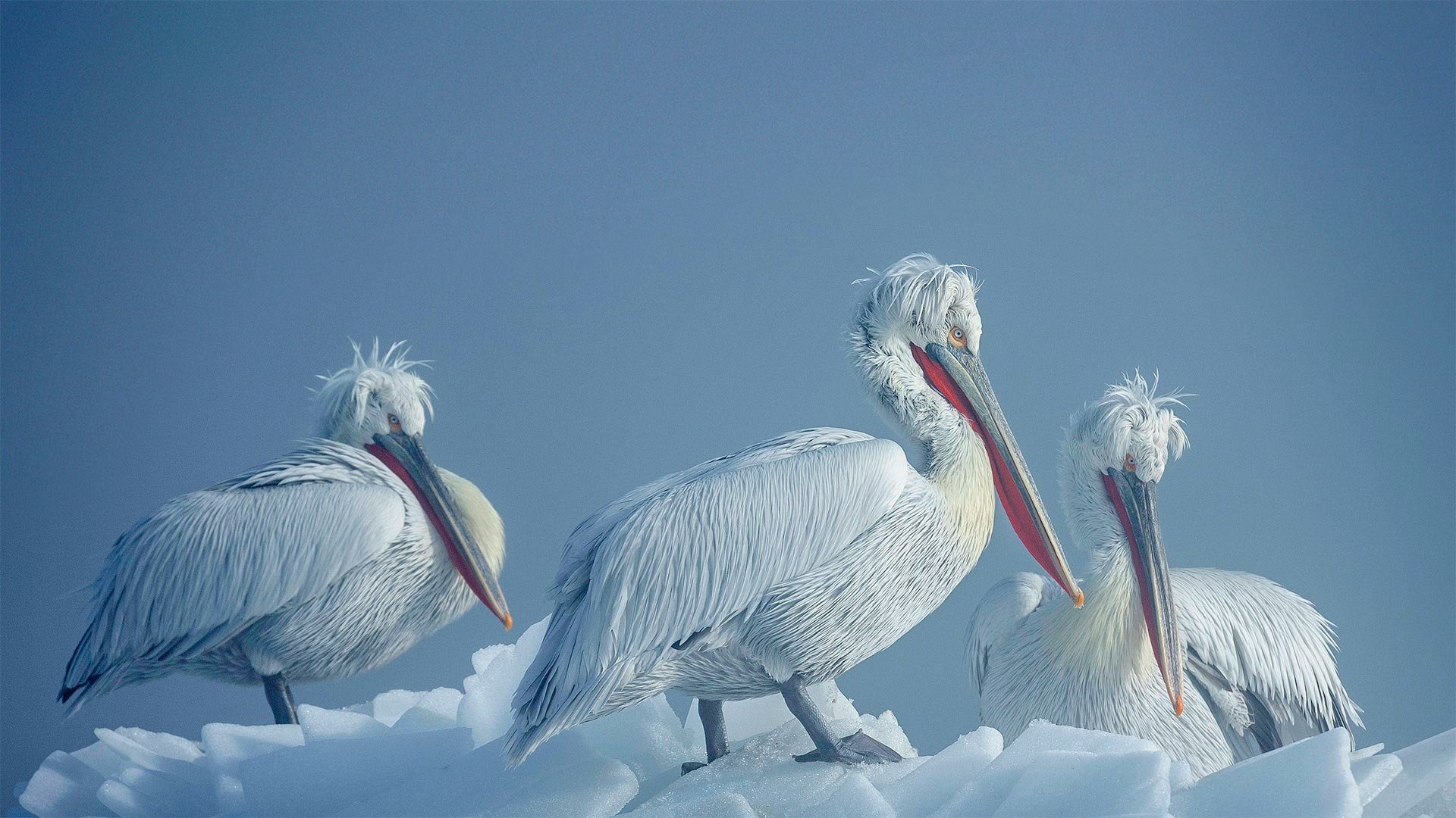 Download Animal Pelican HD Wallpaper