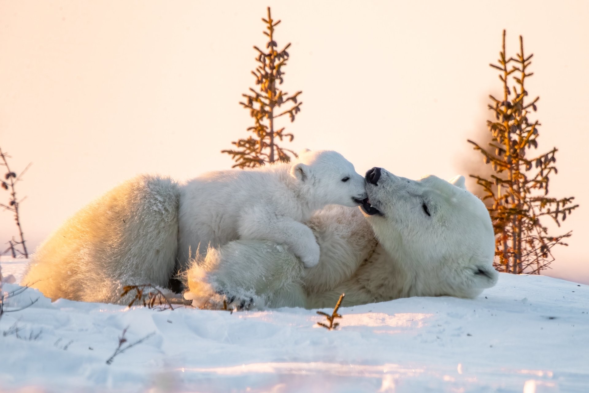 A baby polar bear cub nuzzles its mother in a snowy landscape with sparse trees, captured in stunning 4K Ultra HD for a PC desktop background.