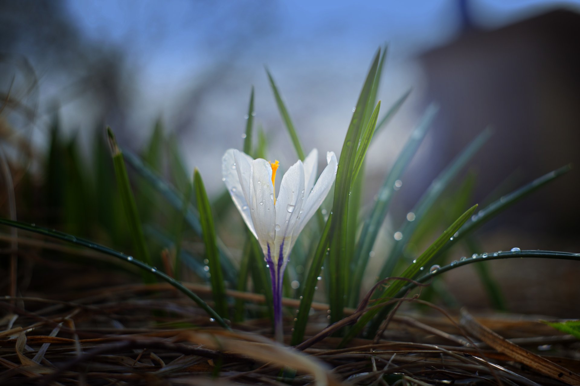 Close-up of a white crocus flower with dew drops on its petals and surrounding grass, captured in stunning 4K Ultra HD detail against a blurred natural background.