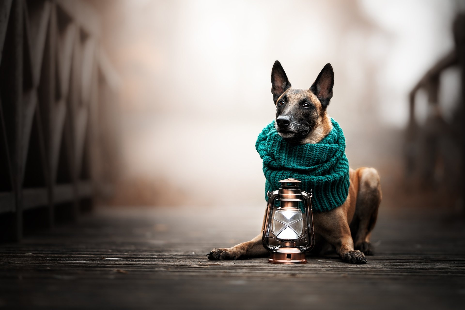 Download Lantern Scarf Dog Animal Belgian Shepherd HD Wallpaper