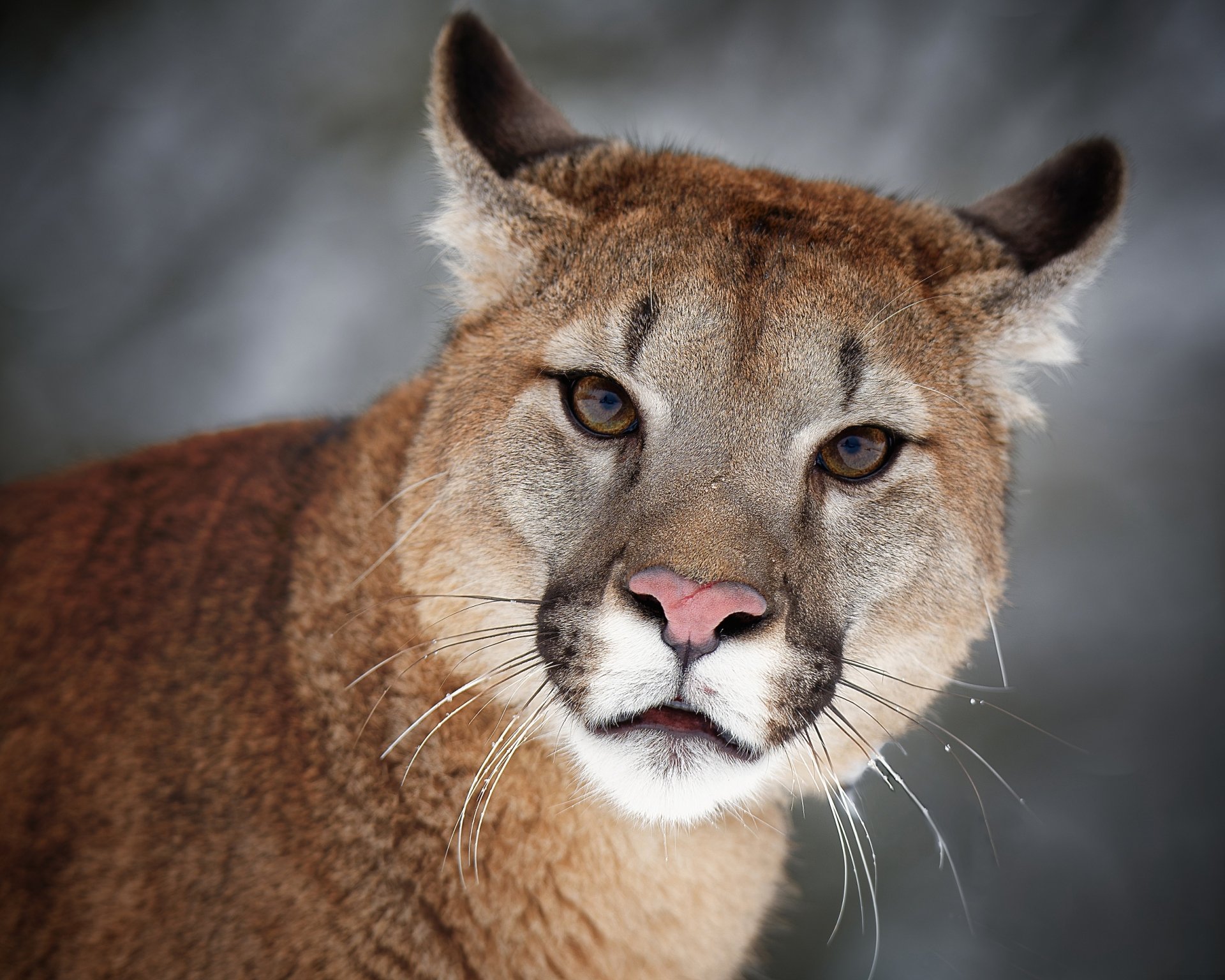 Download Stare Animal Cougar HD Wallpaper
