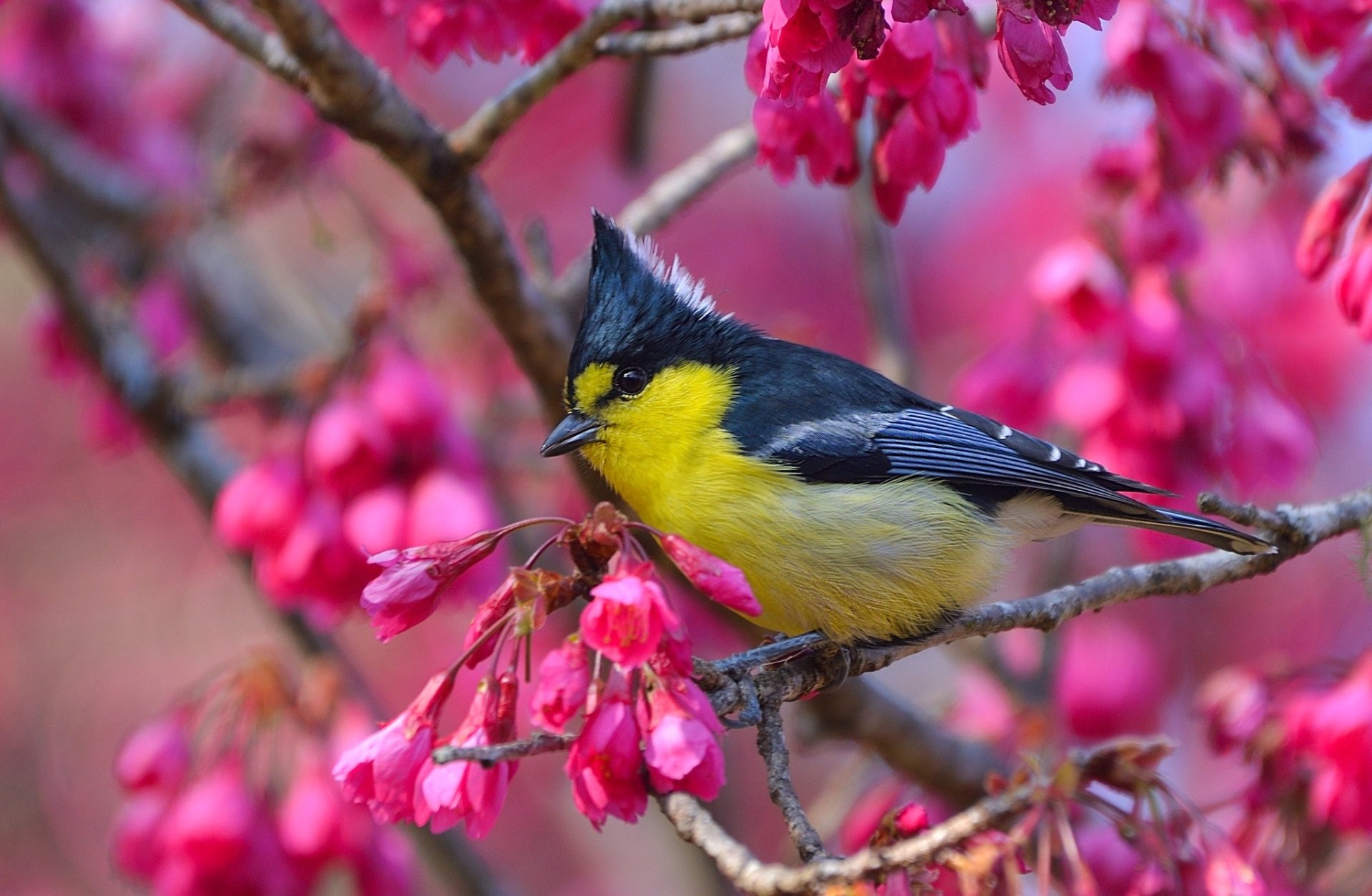 Download Taiwan Yellow Tit Flower Bird Animal Yellow Tit HD Wallpaper