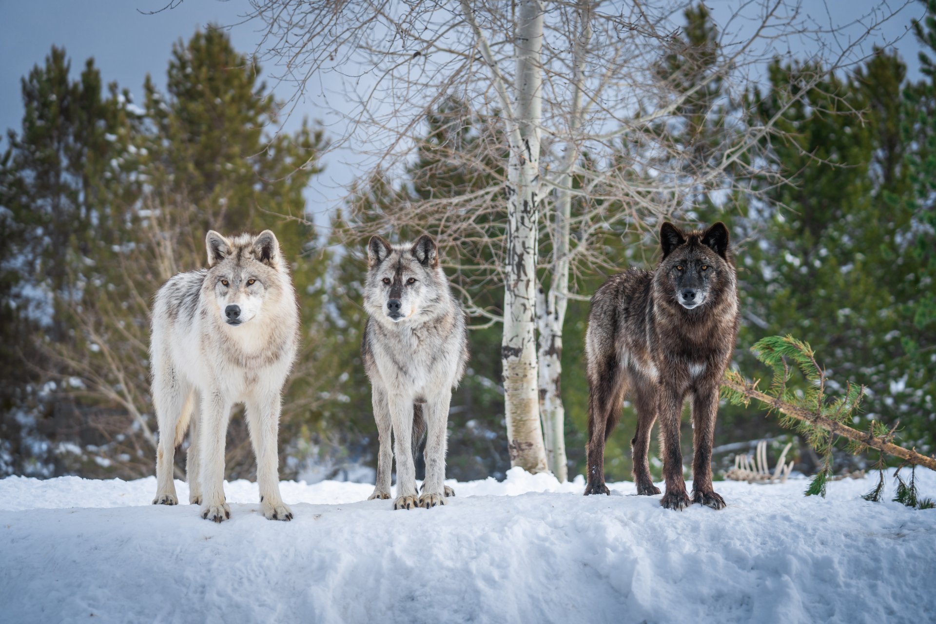 Three wolves stand alert on snow-covered ground against a backdrop of trees, captured in stunning 4K Ultra HD detail for a PC desktop wallpaper.