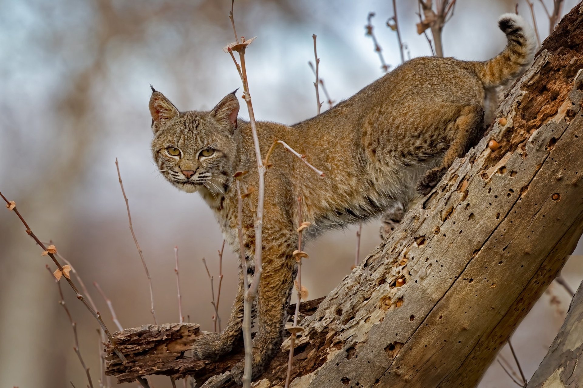Download Animal Lynx HD Wallpaper