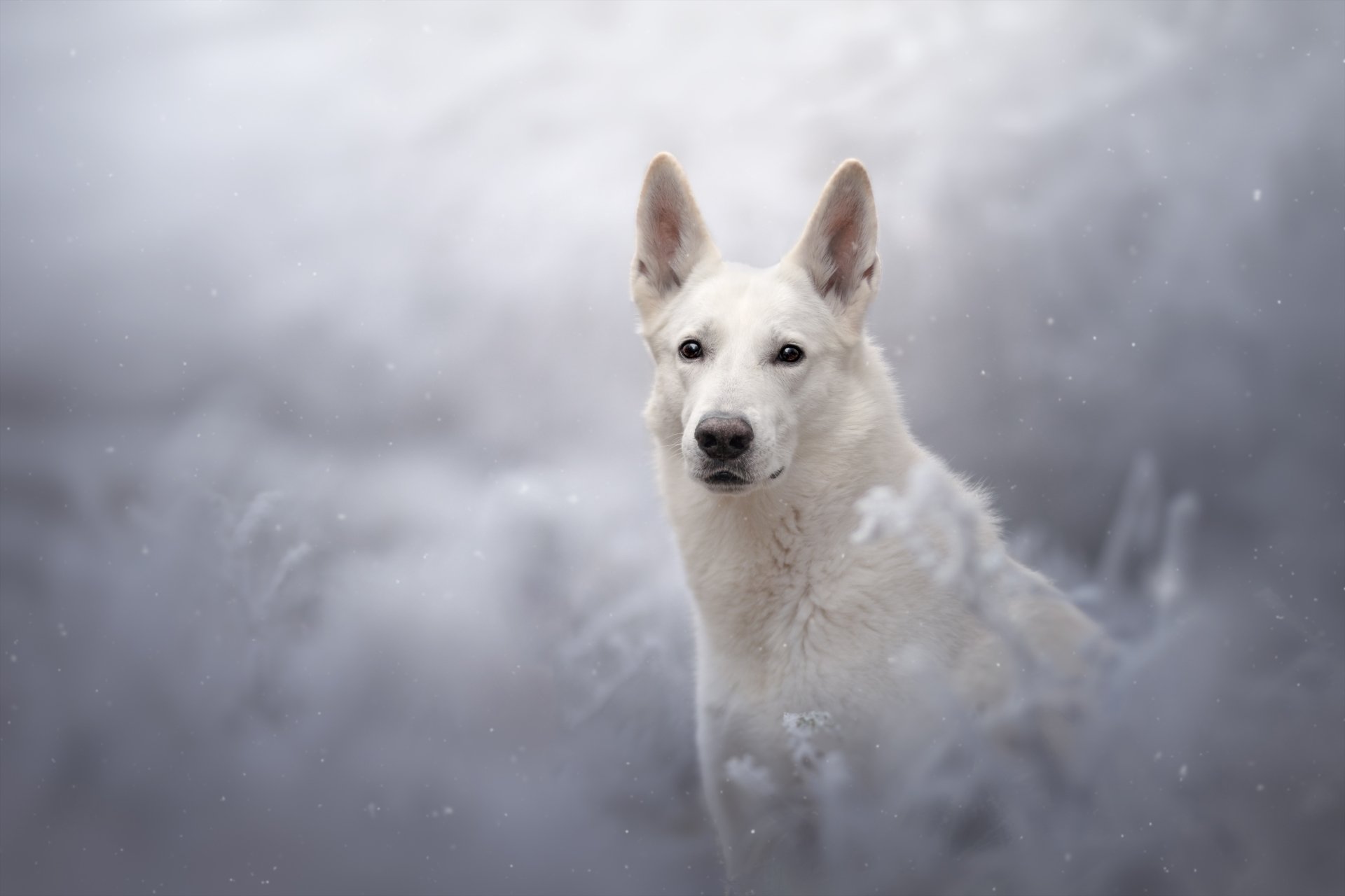 Download Dog Animal Swiss Shepherd HD Wallpaper