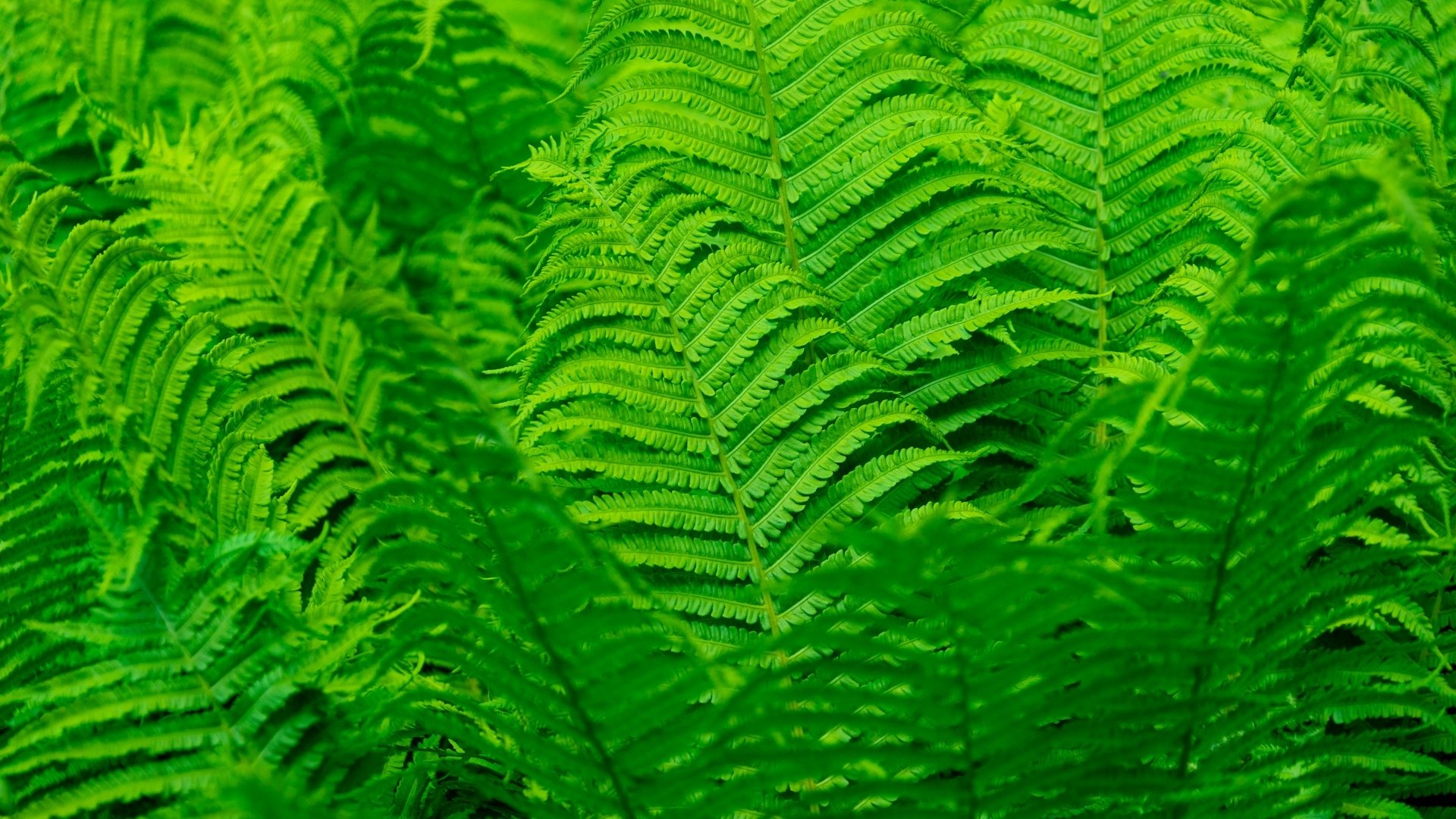 Download Greenery Nature Fern HD Wallpaper