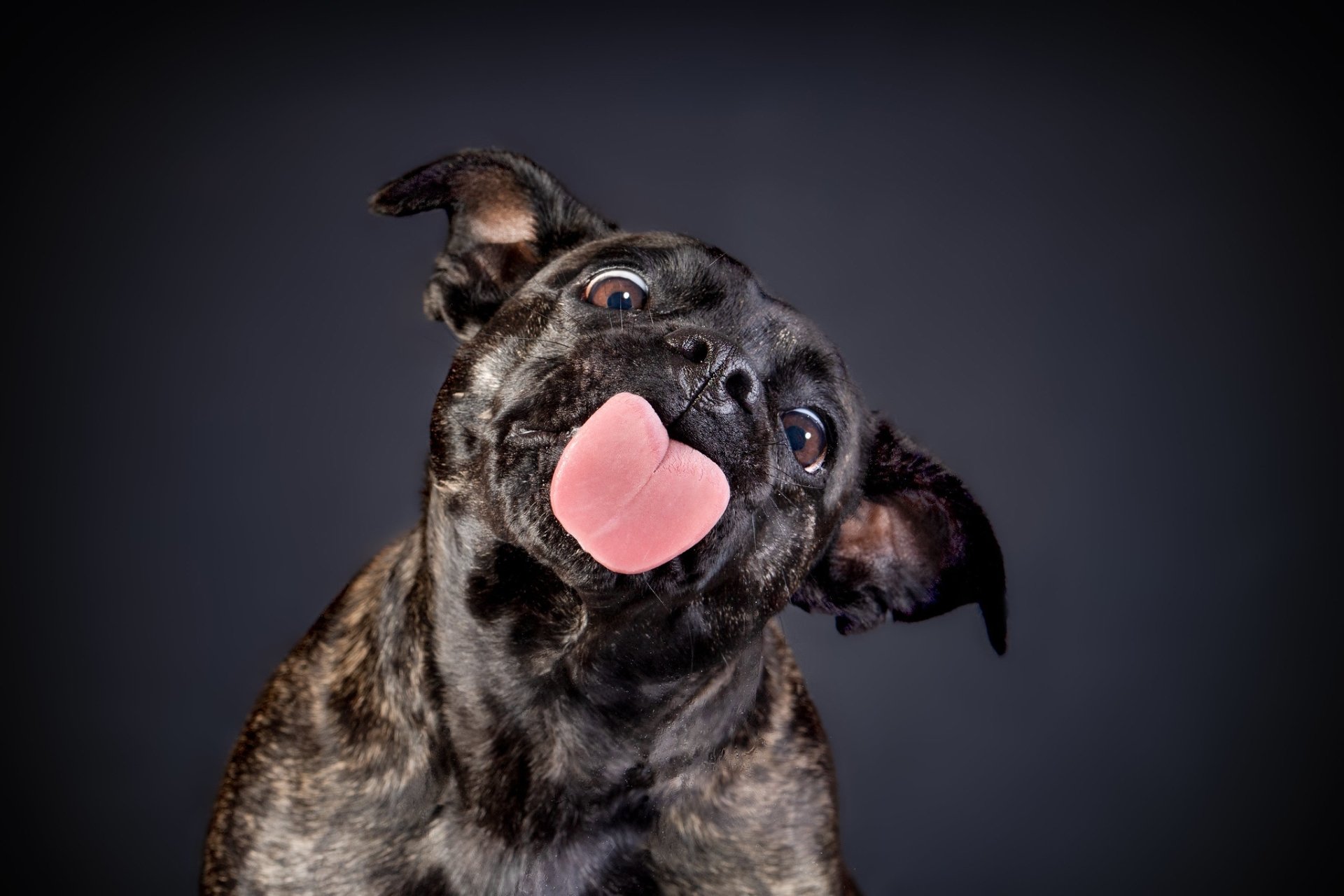 Animal Bull Terrier HD Wallpaper