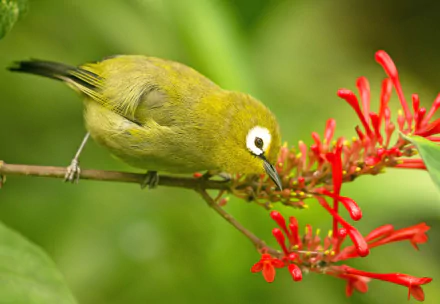 bird Animal Japanese white-eye HD Desktop Wallpaper | Background Image