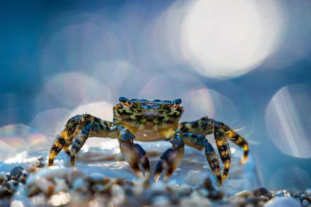 crustacean bokeh Animal crab HD Desktop Wallpaper | Background Image