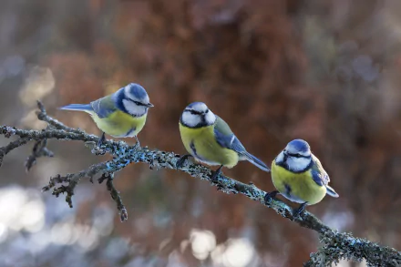 Three Eurasian blue tit birds perched on a lichen-covered branch, captured in vivid detail for an HD PC desktop wallpaper and background.